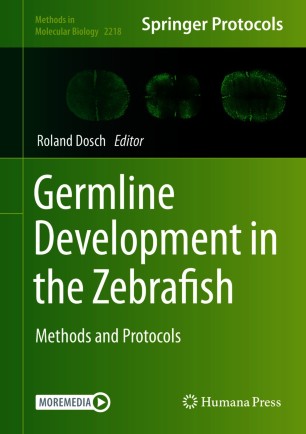 Germline Development in the Zebrafish image