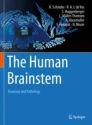 The human brainstem image