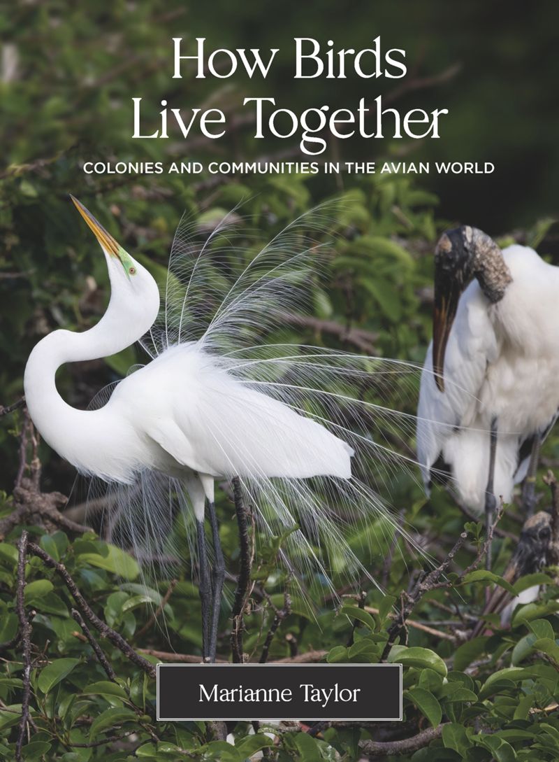 How Birds Live Together: Colonies and Communities in the Avian World圖片