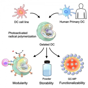 Hydrogel-infused dendritic cells for anticancer immunotherapy