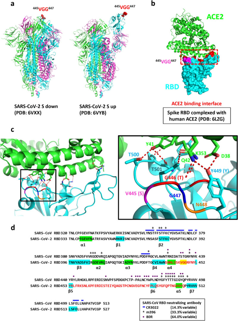 Identification of COVID-19 B-cell epitopes with phage-displayed peptide library