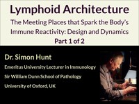 Lymphoid architecture - the meeting places that spark the body's immune reactivity: design and dynamics 1