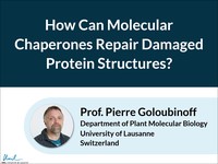 How can molecular chaperones repair damaged protein structures?