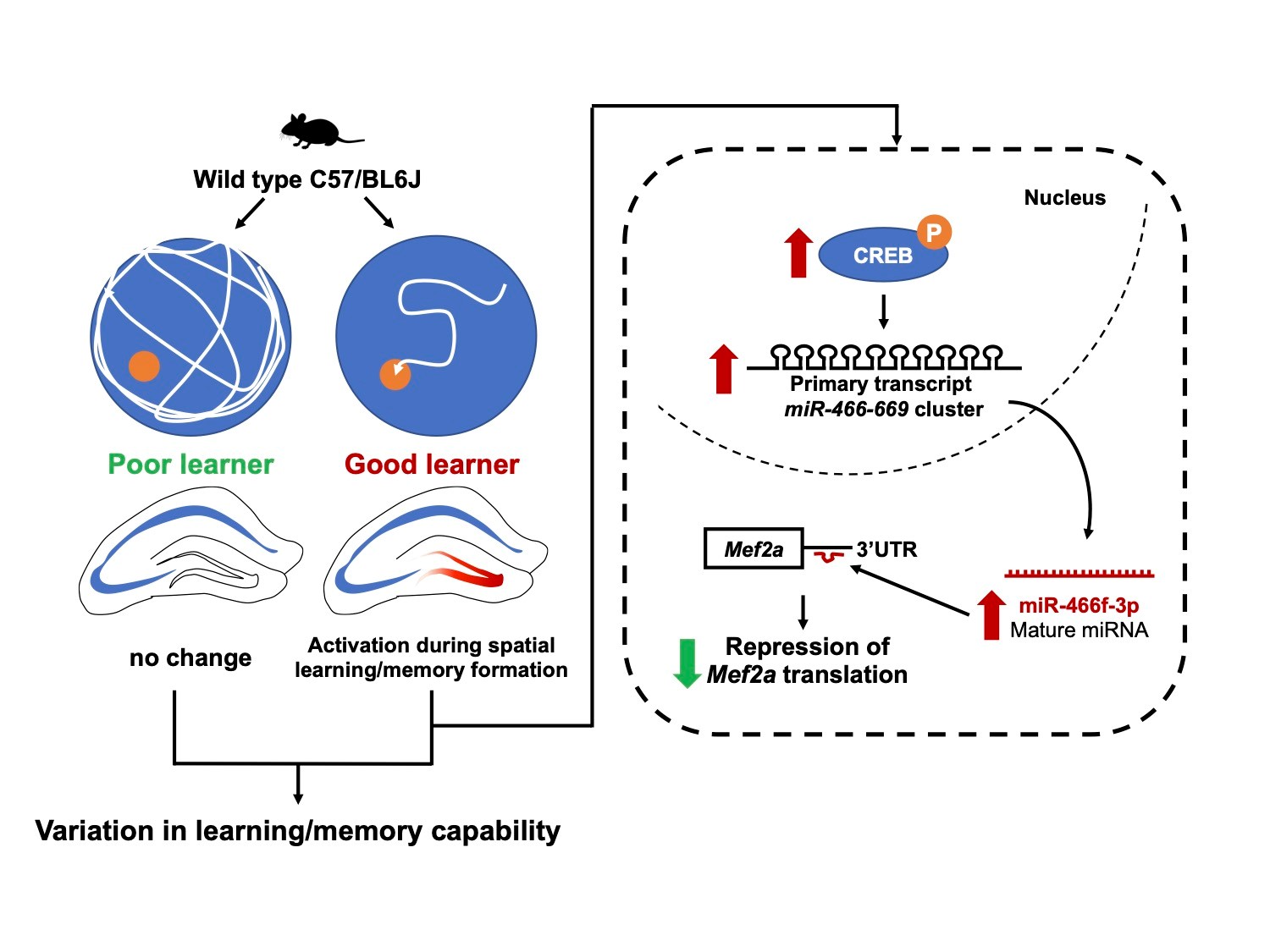 Activation of a hippocampal CREB-pCREB-miRNA-MEF2 axis modulates individual variation of spatial learning and memory capability