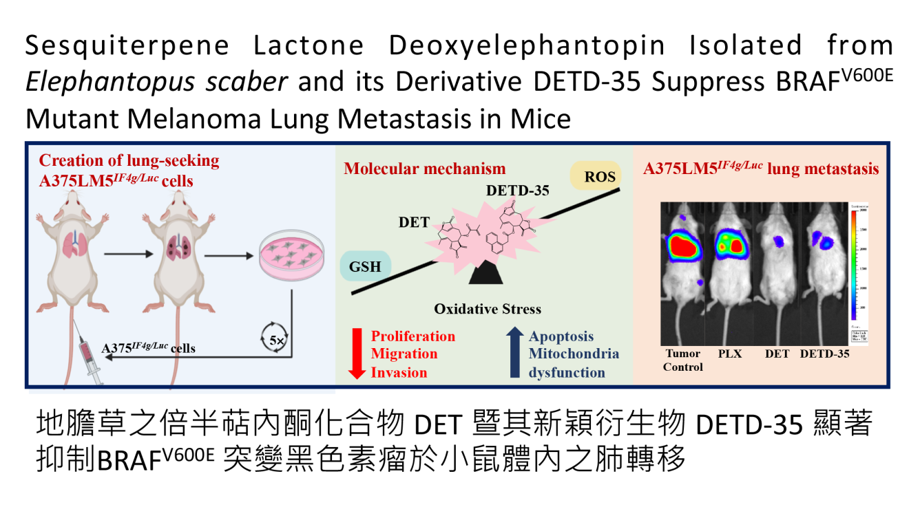 地膽草倍半萜內酯deoxyelephantopin及其衍生物 DETD-35 抑制BRAFV600E突變種黑色素瘤在小鼠體內之肺轉移