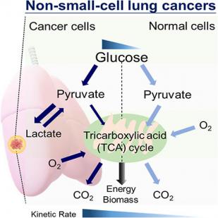 Potential therapeutics using tumor-secreted lactate in nonsmall cell lung cancer