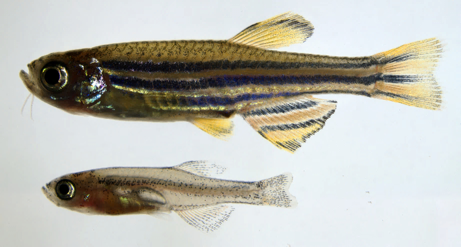 The RNA helicase Ddx52 functions as a growth switch in juvenile zebrafish