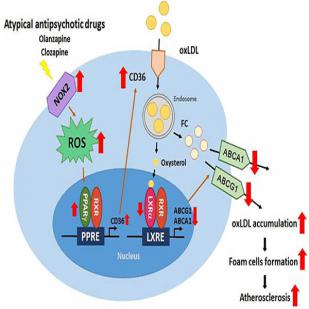 Atypical antipsychotics and CD36 pathway