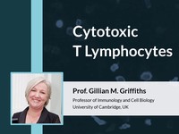 Cytotoxic T lymphocytes