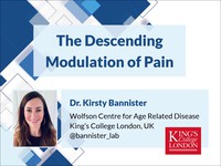 The descending modulation of pain