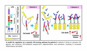 A critical molecule for regulating inflammatory cell death through intracellular binding to microbial glycans