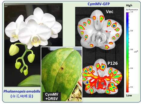 Exploring the Multifunctional Roles of Odontoglossum Ringspot Virus P126 in Facilitating Cymbidium Mosaic Virus Cell-to-Cell Movement during Mixed Infection