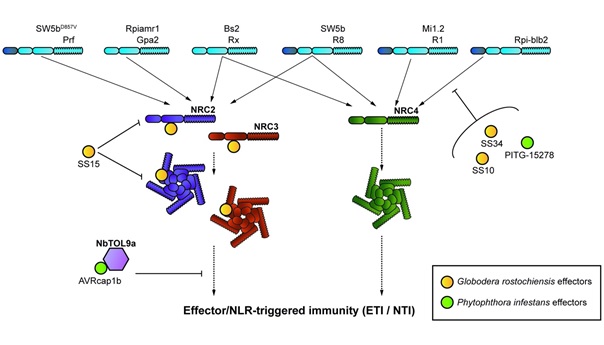 Plant pathogens convergently evolved to suppress an NLR immune receptor network