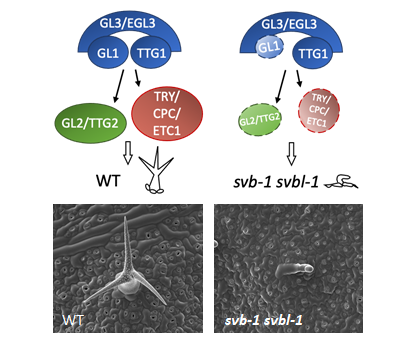 一對DUF538蛋白透過對GLABRA1的轉錄調控來調節阿拉伯芥之生長及毛狀體發育