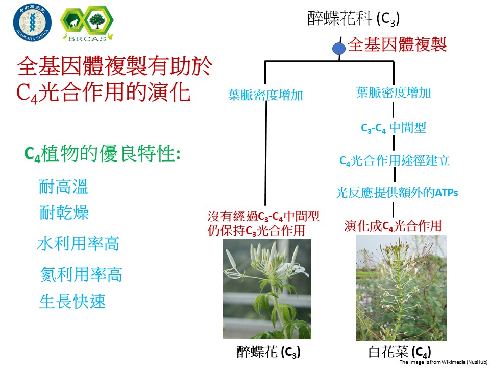 Whole genome duplication facilitates the evolution of C4 photosynthesis from C3 photosynthesis