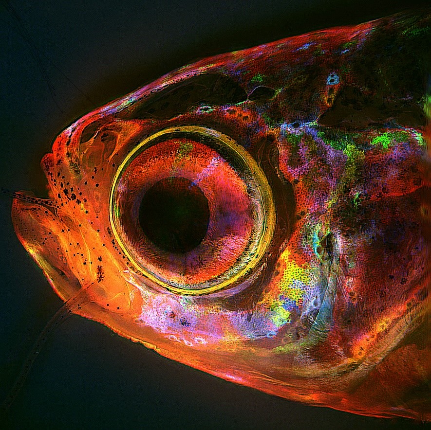 Whole-body clonal mapping identifies giant dominant clones in zebrafish skin epidermis