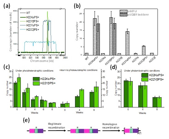 Tandem gene amplification restores photosystem II accumulation in cytochrome b559 mutants of cyanobacteria