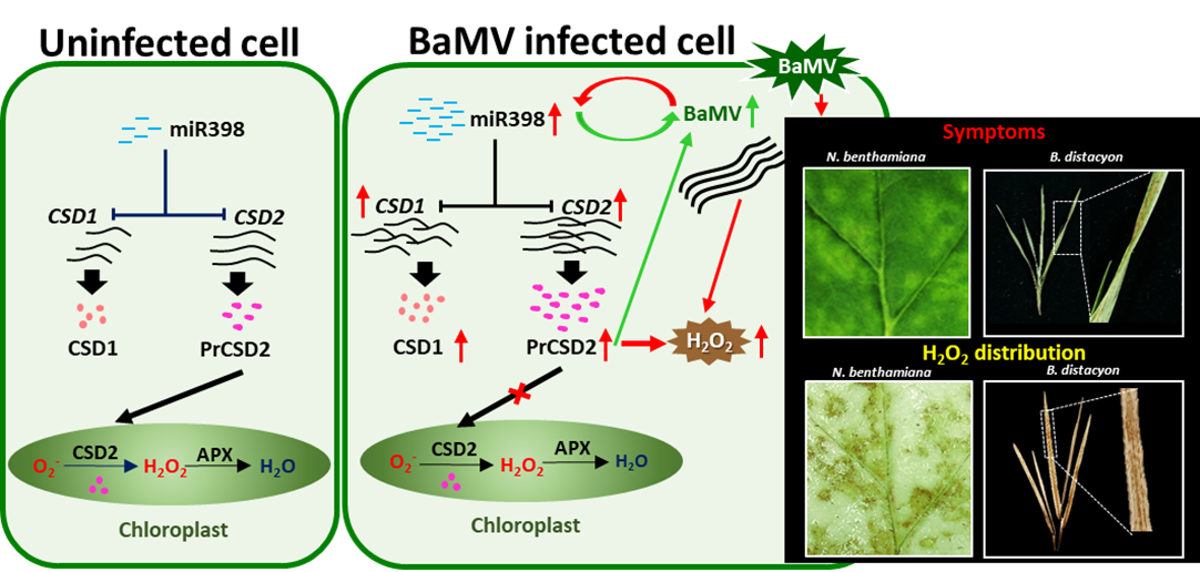 MiR398-regulated antioxidants contribute to Bamboo mosaic virus accumulation and symptom manifestation