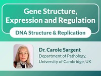 Gene structure, expression and regulation: DNA structure & replication