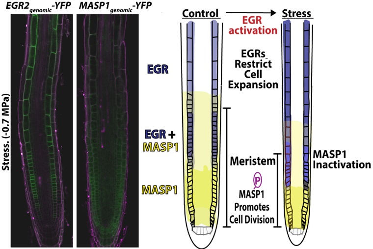 Opposing gradients of EGR phosphatase and Microtubule-Associated Stress Protein 1 control root meristem activity during drought stress