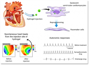 Biomaterial-induced conversion of quiescent cardiomyocytes into pacemaker cells