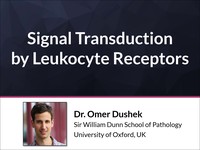 Signal transduction by leukocyte receptors