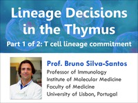 Lineage decisions in the thymus: T cell lineage commitment