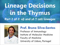 Lineage decisions in the thymus: �\�] and �^�_ T cell lineages