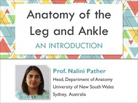 Anatomy of the leg and ankle: an introduction