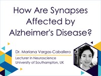 How are synapses affected by Alzheimer's disease?