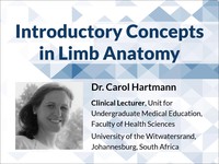 Introductory concepts in limb anatomy