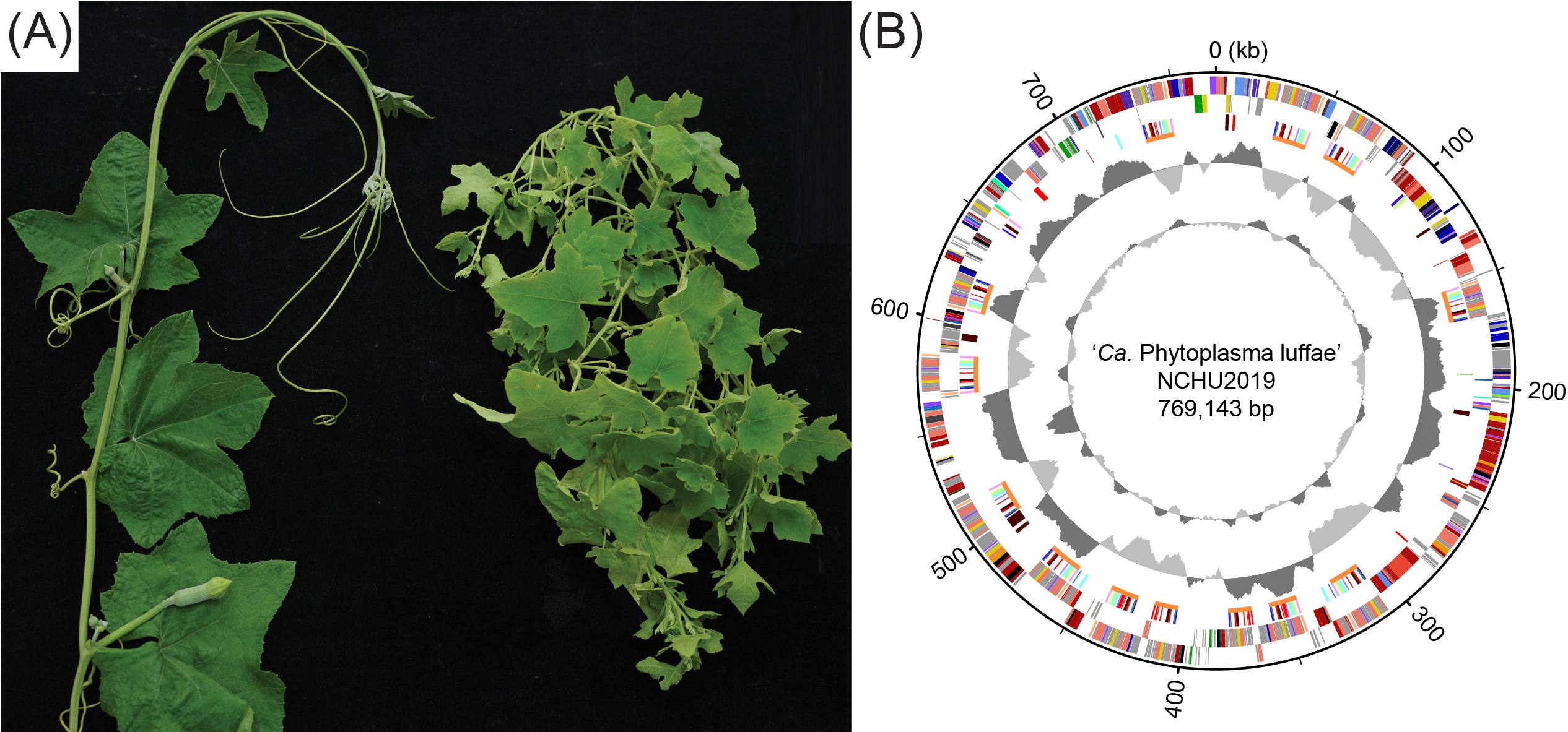 絲瓜簇葉病植物菌質體的比較基因體學研究揭露潛在移動單元在演化上的重要性
