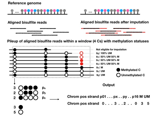 BSImp: imputing partially observed methylation patterns for evaluating methylation heterogeneity