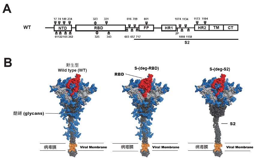 mRNA vaccine of SARS-CoV-2 spike protein with deletion of multiple glycosites is broadly protective against variants of concern