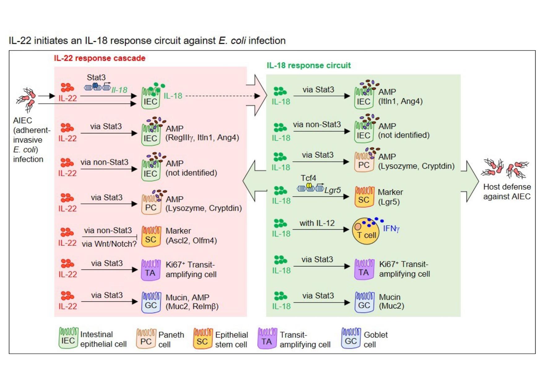 細胞激素IL-22-IL-18誘發之腸道抗菌新迴路　可對抗大腸桿菌感染