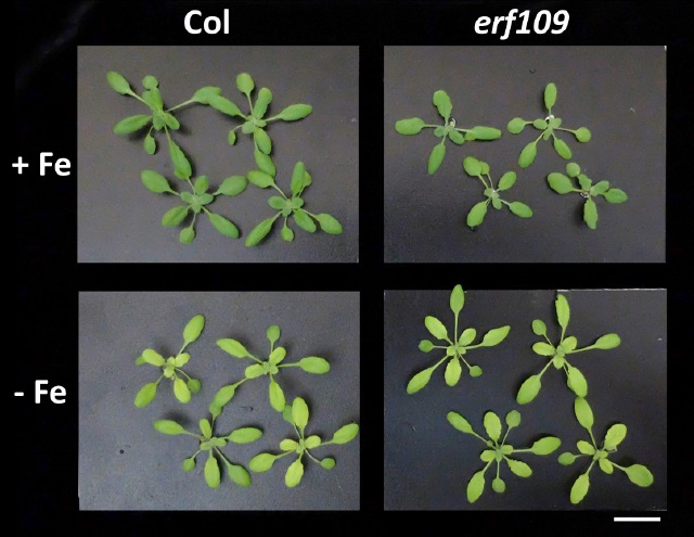 植物用來抵抗各種逆境的武器: ERF109