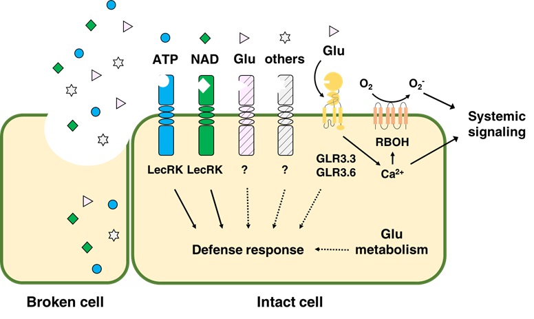 Glutamate metabolism and signaling in plants