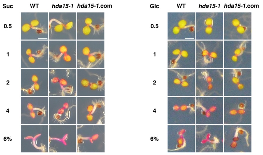 HISTONE DEACETYLASE15 participates in nitrogen deficiency- and sucrose-induced anthocyanin biosynthesis