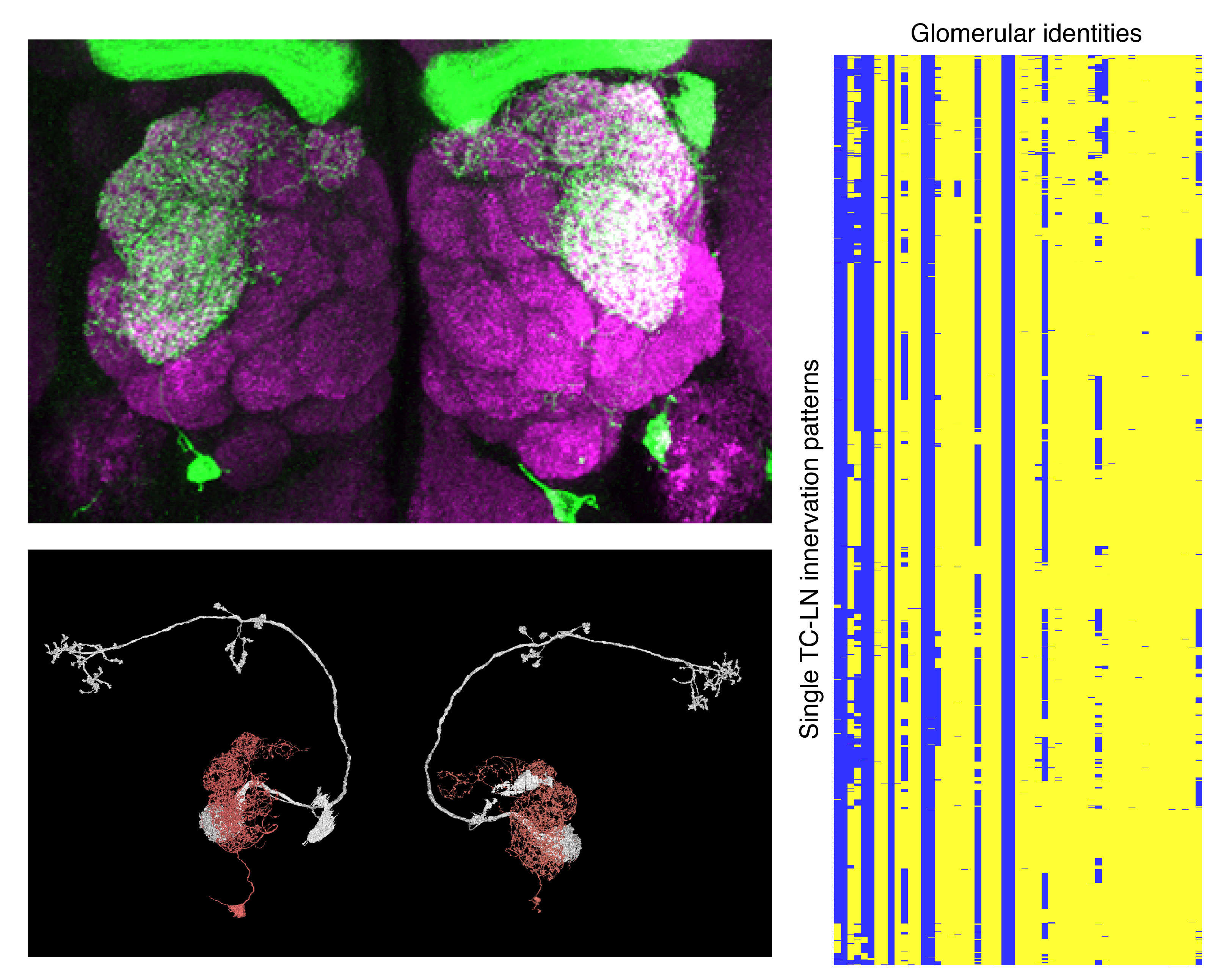 Mating-driven variability in olfactory local interneuron wiring
