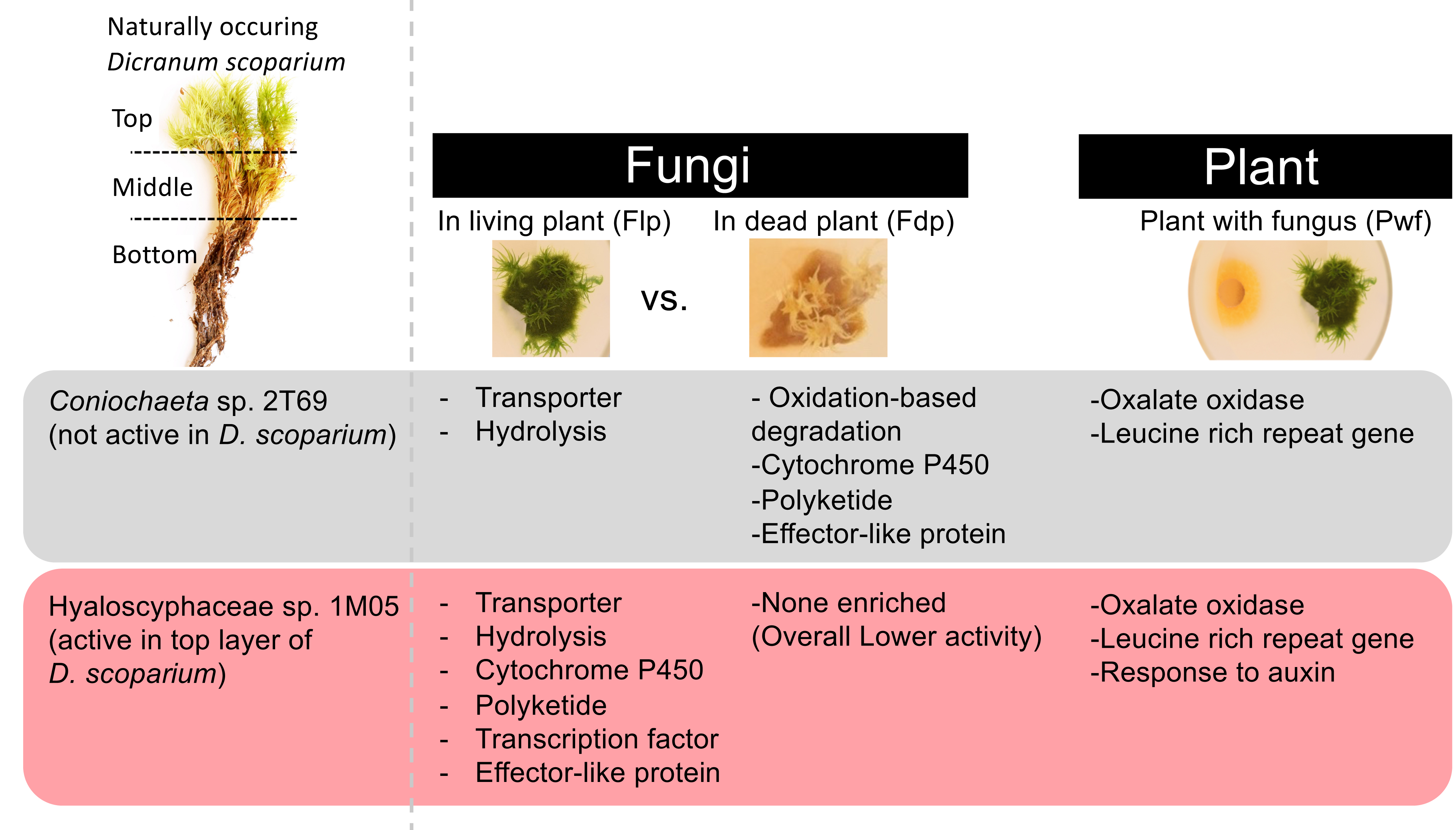 Moss-fungal interactions reveal the trophic flexibility of fungi and the positive effects on moss growth
