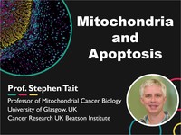 Mitochondria and apoptosis