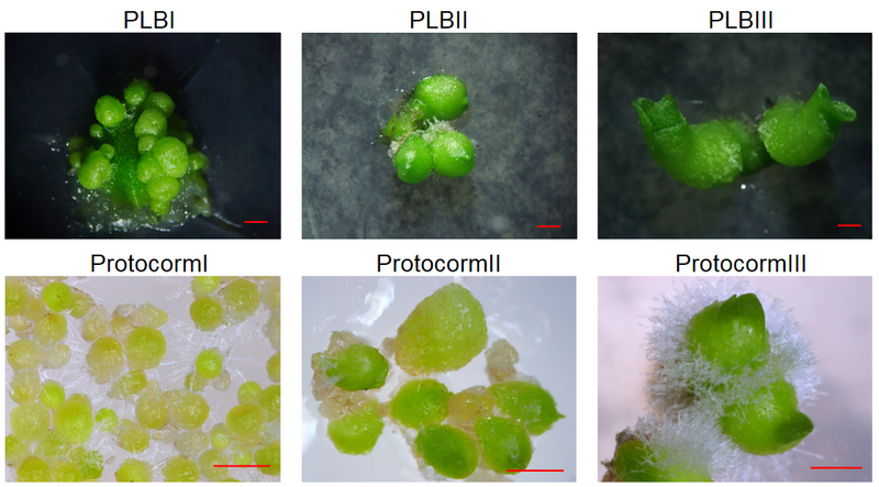 Co-option of SHOOT MERISTEMLESS network regulates protocorm-like-body development in Phalaenopsis aphrodite