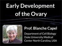 Early development of the ovary