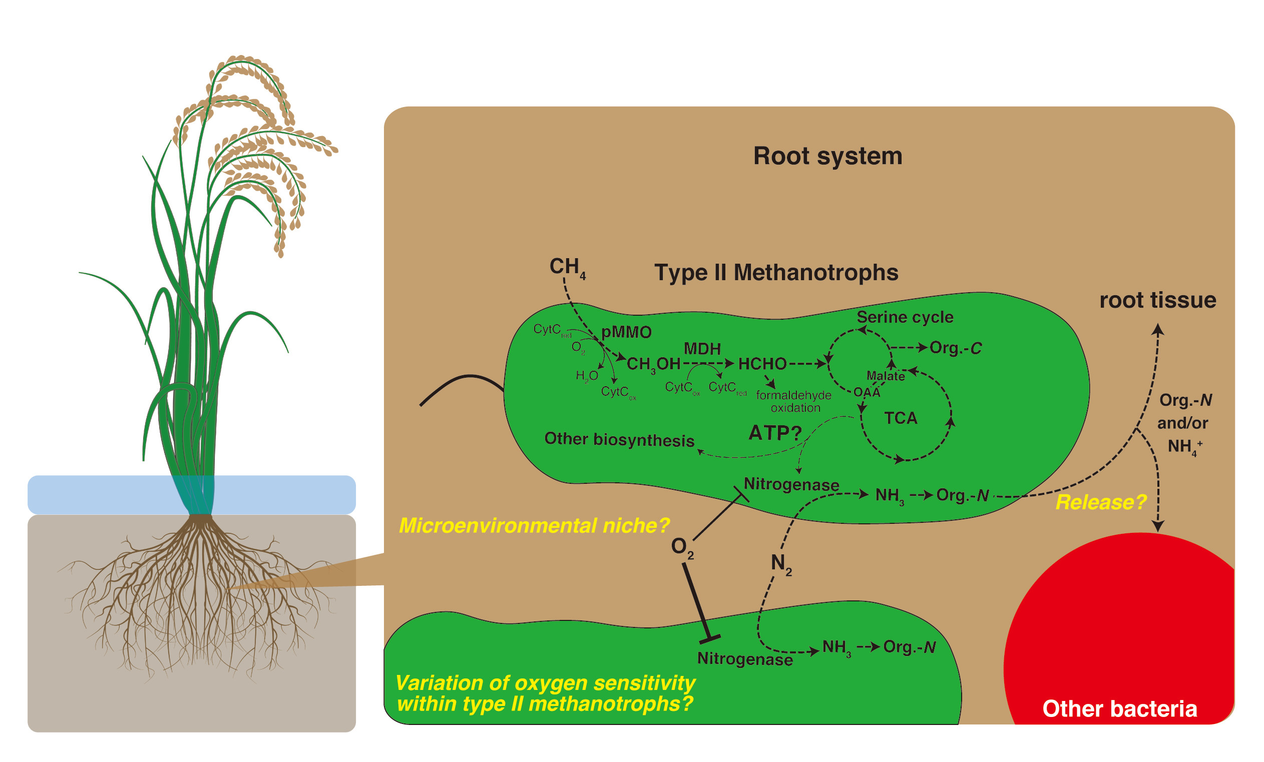 首度證實水稻根部中單一細菌體內甲烷氧化和固氮作用可耦合發生