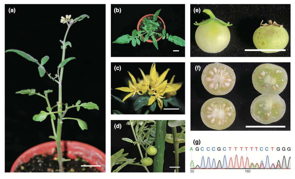 Breakthrough of wild tomato protoplast regeneration and DNA-free CRISPR-Cas9 genome editing