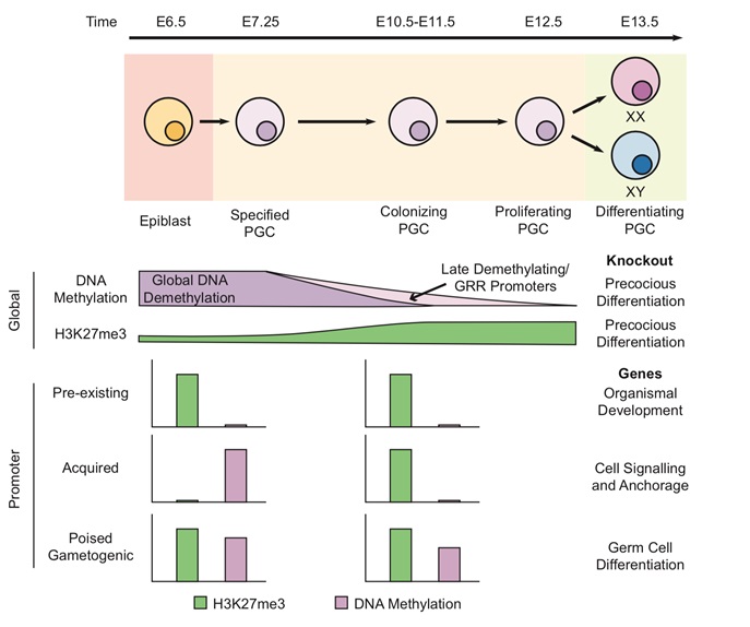 EED is required for Mouse Primordial Germ Cell Differentiation in the Embryonic Gonad