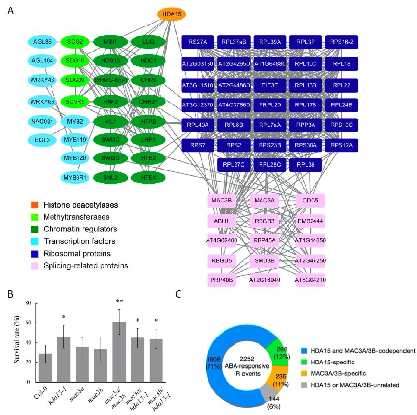 The expression of long noncoding RNAs is associated with H3Ac and H3K4me2 changes regulated by the HDA6-LDL1/2 histone modification complex in Arabidopsis