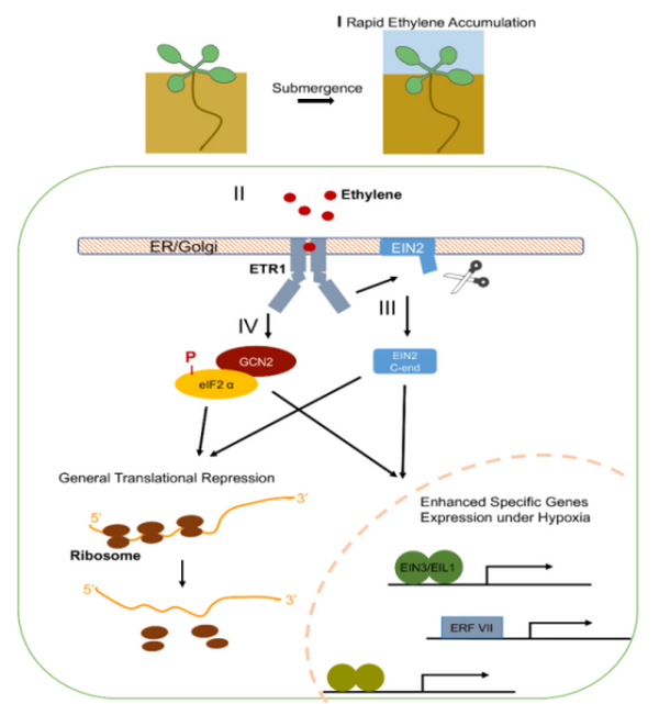 New insight into how Ethylene modulates translation dynamics in Arabidopsis under submergence via GCN2 and EIN2