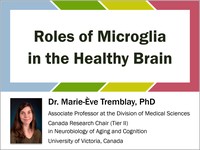 Roles of microglia in the healthy brain