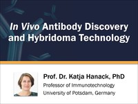 In vivo antibody discovery and hybridoma technology